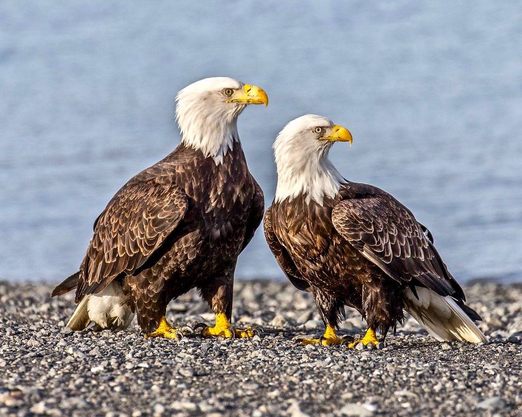 Sexual Dimorphism in Bald Eagles by Andy Morffew is licensed under CC BY 2.0